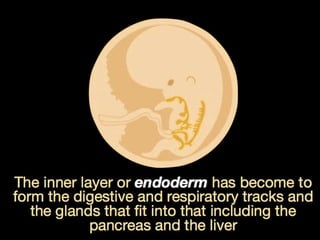 Understanding Stem Cells