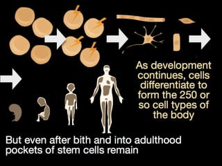 Understanding Stem Cells
