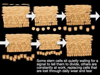 Understanding Stem Cells