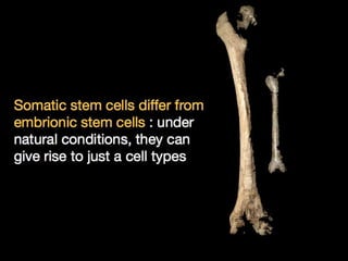 Understanding Stem Cells