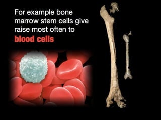 Understanding Stem Cells