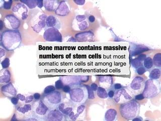 Understanding Stem Cells