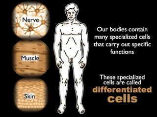 Understanding Stem Cells