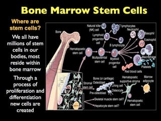 Understanding Stem Cells