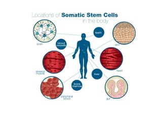 Understanding Stem Cells