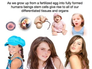 Understanding Stem Cells