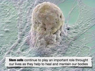 Understanding Stem Cells