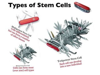 Understanding Stem Cells