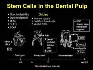 Understanding Stem Cells
