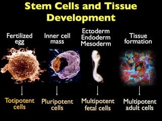Understanding Stem Cells