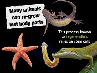 Understanding Stem Cells