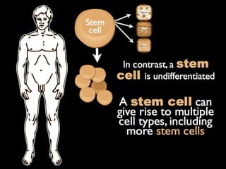 Understanding Stem Cells