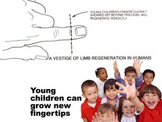 Understanding Stem Cells