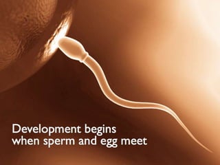 Understanding Stem Cells