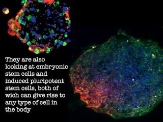 Understanding Stem Cells