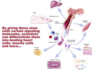 Understanding Stem Cells