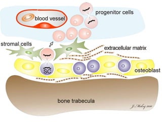 Understanding Stem Cells