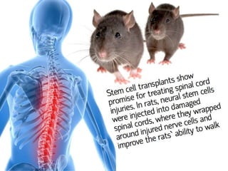 Understanding Stem Cells