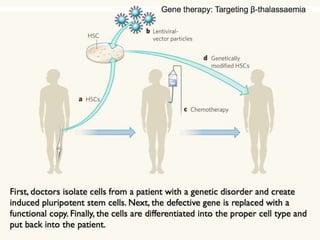 Understanding Stem Cells