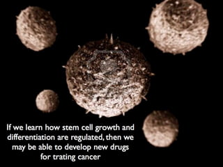 Understanding Stem Cells