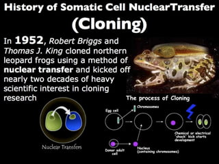 Understanding Stem Cells