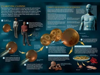 Understanding Stem Cells
