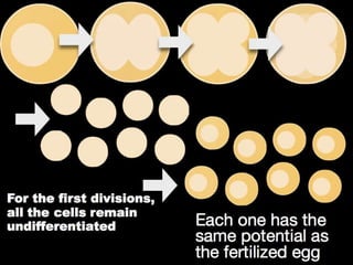Understanding Stem Cells