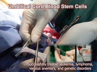 Understanding Stem Cells