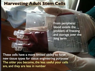 Understanding Stem Cells