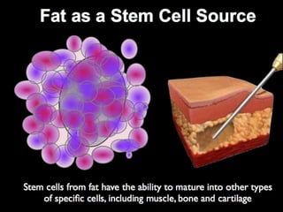 Understanding Stem Cells