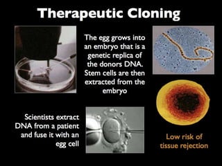 Understanding Stem Cells