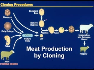 Understanding Stem Cells
