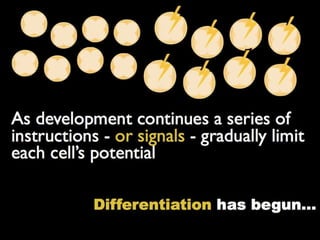 Understanding Stem Cells