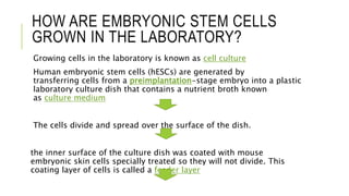 HOW ARE EMBRYONIC STEM CELLS
GROWN IN THE LABORATORY?
Growing cells in the laboratory is known as cell culture
Human embryonic stem cells (hESCs) are generated by
transferring cells from a preimplantation-stage embryo into a plastic
laboratory culture dish that contains a nutrient broth known
as culture medium
The cells divide and spread over the surface of the dish.
the inner surface of the culture dish was coated with mouse
embryonic skin cells specially treated so they will not divide. This
coating layer of cells is called a feeder layer
 
