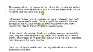 The mouse cells in the bottom of the culture dish provide the cells a
sticky surface to which they can attach. Also, the feeder cells release
nutrients into the culture medium.
(Researchers have now devised ways to grow embryonic stem cells
without mouse feeder cells. This is a significant scientific advance
because of the risk that viruses or other macromolecules in the
mouse cells may be transmitted to the human cells.)
if the plated cells survive, divide and multiply enough to crowd the
dish, they are removed gently and plated into several fresh culture
dishes. The process of re-plating or subculturing the cells is repeated
many times and for many months
Once the cell line is established, the original cells yield millions of
embryonic stem cells.
 
