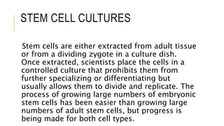 STEM CELL CULTURES
Stem cells are either extracted from adult tissue
or from a dividing zygote in a culture dish.
Once extracted, scientists place the cells in a
controlled culture that prohibits them from
further specializing or differentiating but
usually allows them to divide and replicate. The
process of growing large numbers of embryonic
stem cells has been easier than growing large
numbers of adult stem cells, but progress is
being made for both cell types.
 