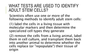 WHAT TESTS ARE USED TO IDENTIFY
ADULT STEM CELLS?
Scientists often use one or more of the
following methods to identify adult stem cells:
(1) label the cells in a living tissue with
molecular markers and then determine the
specialized cell types they generate
(2) remove the cells from a living animal, label
them in cell culture, and transplant them back
into another animal to determine whether the
cells replace (or "repopulate") their tissue of
origin
 