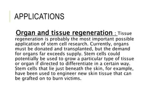 APPLICATIONS
Organ and tissue regeneration : Tissue
regeneration is probably the most important possible
application of stem cell research. Currently, organs
must be donated and transplanted, but the demand
for organs far exceeds supply. Stem cells could
potentially be used to grow a particular type of tissue
or organ if directed to differentiate in a certain way.
Stem cells that lie just beneath the skin, for example,
have been used to engineer new skin tissue that can
be grafted on to burn victims.
 