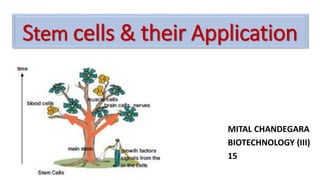 Stem cells & their Application
MITAL CHANDEGARA
BIOTECHNOLOGY (III)
15
 