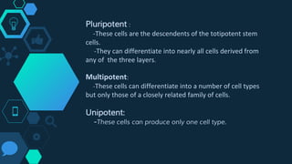 Pluripotent :
-These cells are the descendents of the totipotent stem
cells.
-They can differentiate into nearly all cells derived from
any of the three layers.
Multipotent:
-These cells can differentiate into a number of cell types
but only those of a closely related family of cells.
Unipotent:
-These cells can produce only one cell type.
 