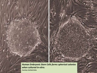 Human Embryonic Stem Cells forms spherical colonies
when cultured in-vitro.
Courtesy: Sarthak Sinha
 