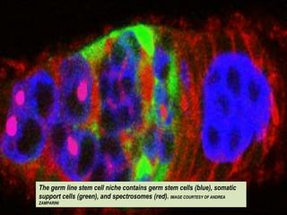 The germ line stem cell niche contains germ stem cells (blue), somatic
support cells (green), and spectrosomes (red). IMAGE COURTESY OF ANDREA
ZAMPARINI
 