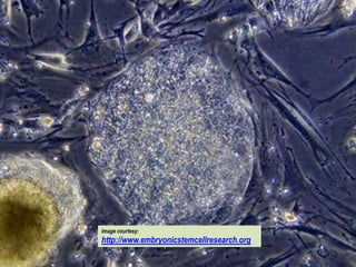 Image courtesy:
http://www.embryonicstemcellresearch.org/
                    Image courtesy:
                    http://www.embryonicstemcellresearch.org
 