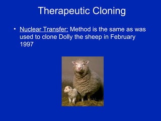 Therapeutic Cloning Nuclear Transfer:  Method is the same as was used to clone Dolly the sheep in February 1997 