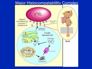 Major Histocompatablility Complex 