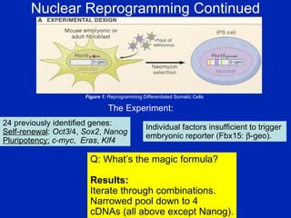 Nuclear Reprogramming Continued The Experiment: Figure 1:  Reprogramming Differentiated Somatic Cells Individual factors insufficient to trigger  embryonic reporter (Fbx15:   -geo). 24 previously identified genes: Self-renewal :  Oct3 /4,  Sox2 ,  Nanog Pluripotency:   c-myc ,  Eras ,  Klf4 Q: What’s the magic formula? Results: Iterate through combinations.  Narrowed pool down to 4 cDNAs (all above except Nanog). 