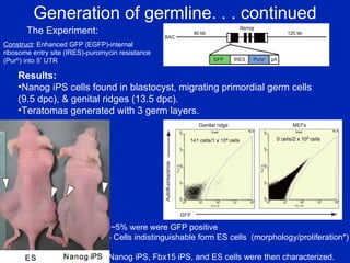 Generation of germline. . . continued The Experiment: Construct : Enhanced GFP (EGFP)-internal ribosome entry site (IRES)-puromycin resistance (Pur R ) into 5’ UTR Results: Nanog iPS cells found in blastocyst, migrating primordial germ cells (9.5 dpc), & genital ridges (13.5 dpc). Teratomas generated with 3 germ layers. ~5% were were GFP positive - Cells indistinguishable form ES cells  (morphology/proliferation*) Nanog iPS, Fbx15 iPS, and ES cells were then characterized. 