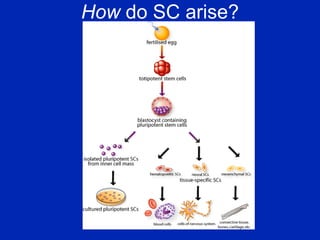 How  do SC arise? 