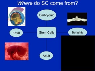 Where  do SC come from? Embryonic Fetal Adult Berashis Stem Cells 