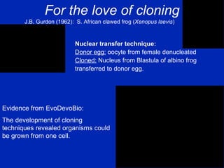 For the love of cloning Nuclear transfer technique: Donor egg:  oocyte from female denucleated Cloned:  Nucleus from Blastula of albino frog  transferred to donor egg. J.B. Gurdon (1962):  S.  African clawed frog  ( Xenopus laevis ) Evidence from EvoDevoBio: The development of cloning techniques revealed organisms could be grown from one cell. 